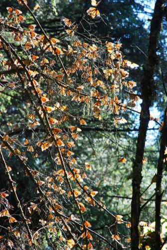 Fotografia de el faro - Galeria Fotografica: MONARCAS DE VALLE DE BRAVO - Foto: 								