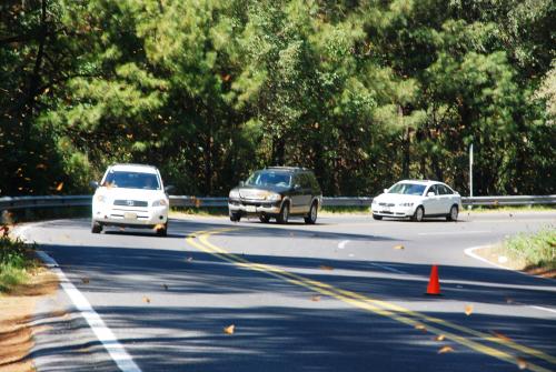 Fotografia de el faro - Galeria Fotografica: MONARCAS DE VALLE DE BRAVO - Foto: 								