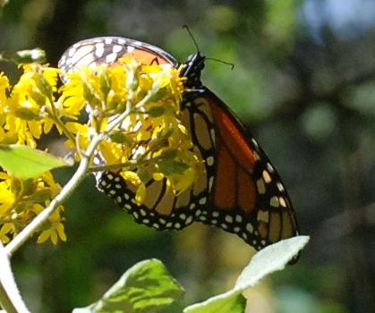 Fotografia de el faro - Galeria Fotografica: MONARCAS DE VALLE DE BRAVO - Foto: 								