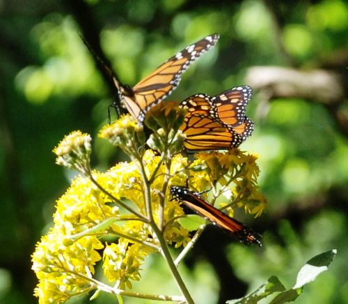 Fotografia de el faro - Galeria Fotografica: MONARCAS DE VALLE DE BRAVO - Foto: 								