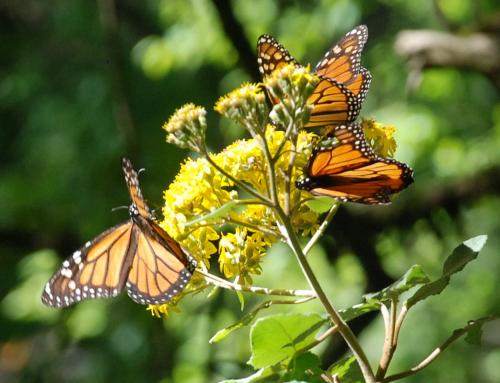 Fotografia de el faro - Galeria Fotografica: MONARCAS DE VALLE DE BRAVO - Foto: 								