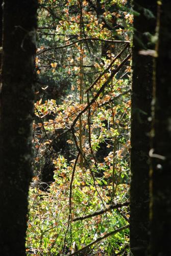 Fotografia de el faro - Galeria Fotografica: MONARCAS DE VALLE DE BRAVO - Foto: 								