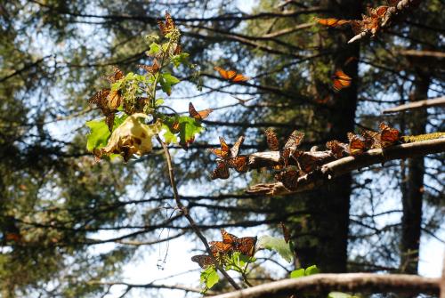 Fotografia de el faro - Galeria Fotografica: MONARCAS DE VALLE DE BRAVO - Foto: 								