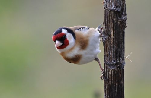 Fotografia de Perry van Munster - Galeria Fotografica: Portfolio - Foto: carduelis carduelis  Location: Mijas, Malaga, Spai