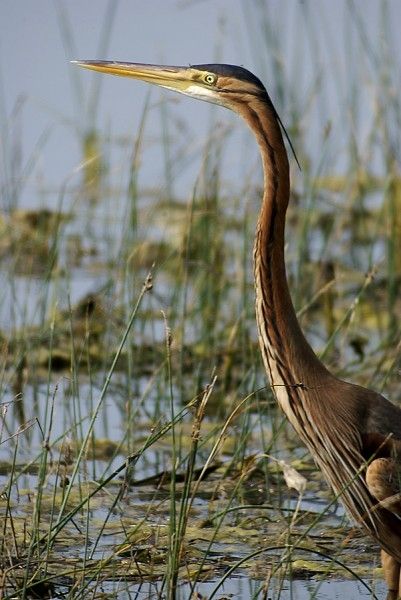 Fotografia de Perry van Munster - Galeria Fotografica: Portfolio - Foto: Ardea purpurea   Location: Parque Nacional de Do�a