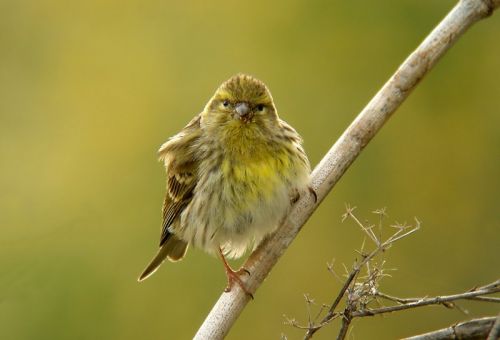 Fotografia de Perry van Munster - Galeria Fotografica: Portfolio - Foto: Serinus serinus  Location: Mijas, Malaga, Spain