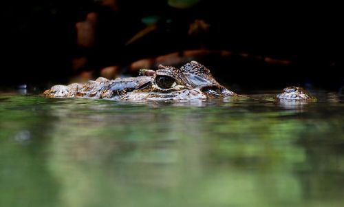 Fotografia de Perry van Munster - Galeria Fotografica: Portfolio - Foto: Cayman, Costa Rica 