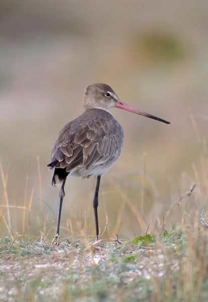 Fotografia de Perry van Munster - Galeria Fotografica: Portfolio - Foto: Limosa limosa  Location: Gabo de gata, Almeria, Sp