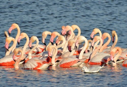 Fotografia de Perry van Munster - Galeria Fotografica: Portfolio - Foto: Phoenicopterus ruber  Location:Paraje Natural Guad