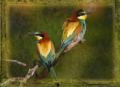 Fotos de Perry van Munster -  Foto: Portfolio - Bee-eaters