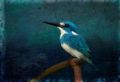 Fotos de Perry van Munster -  Foto: Portfolio - Cerulean Kingfisher