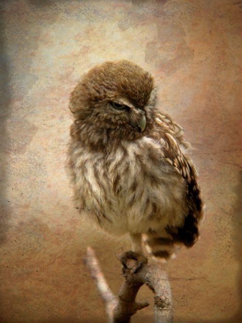 Fotografia de Perry van Munster - Galeria Fotografica: Portfolio - Foto: Little owl