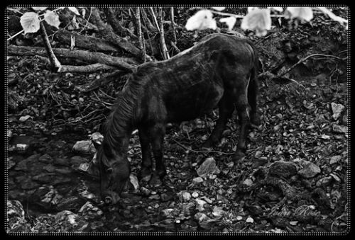 Fotografia de Ivan Rose - Galeria Fotografica: Fotografia (Blanco & Negro) - Foto: 