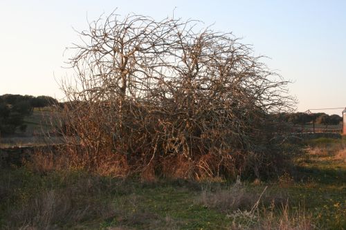 Fotografia de M� Mercedes L�pez Ordiales - Galeria Fotografica: Enero - Foto: 