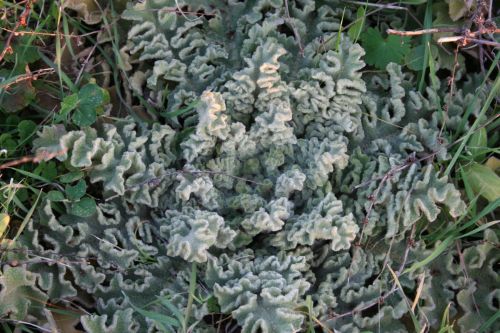 Fotografia de M� Mercedes L�pez Ordiales - Galeria Fotografica: Enero - Foto: 