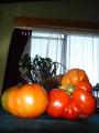 Fotos de Diego -  Foto: Color - Tomatos