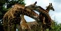 Fotos de GUI -  Foto: Trotamundos - jirafas sud africa gui								