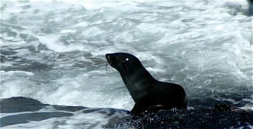 Fotografia de GUI - Galeria Fotografica: Trotamundos - Foto: leon marino sud africa gui		 						