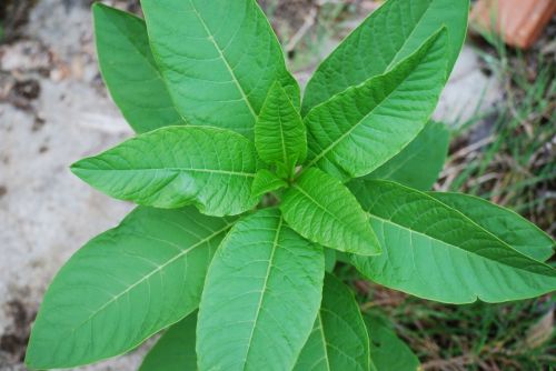 Fotografia de Josu - Galeria Fotografica: Varias - Foto: 