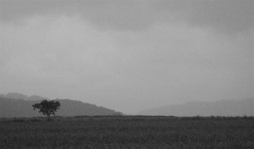 Fotografia de Paulo Rezende - Galeria Fotografica: Uma P�lida Lembran�a - Foto: Uma P�lida Lembran�a