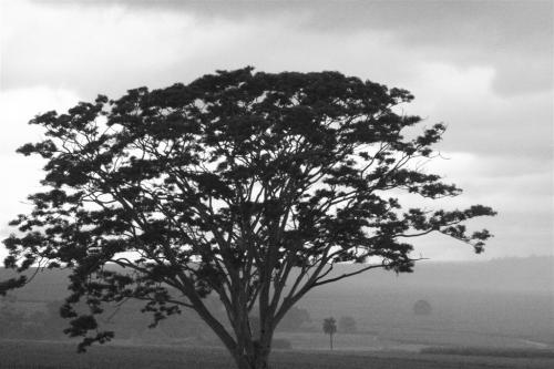 Fotografia de Paulo Rezende - Galeria Fotografica: Uma Plida Lembrana - Foto: Uma Plida Lembrana