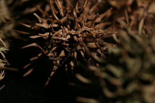 Fotografia de Uccello - Galeria Fotografica: Natura - Foto: Al vuelo