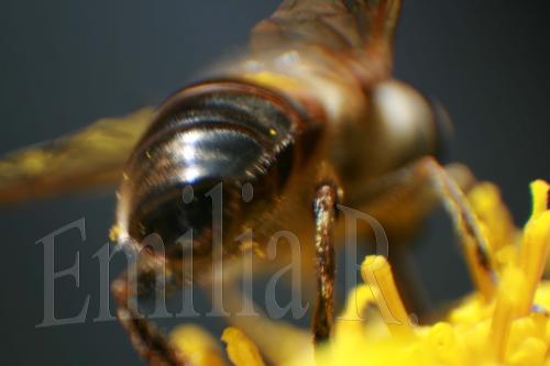 Fotografia de ailime - Galeria Fotografica: animales y paisajes - Foto: 