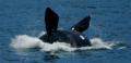 Fotos de gui -  Foto: naturaleza - ballena sud africa2								