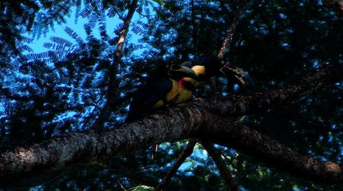 Fotografia de gui - Galeria Fotografica: naturaleza - Foto: tucanes montezuma costa rica								