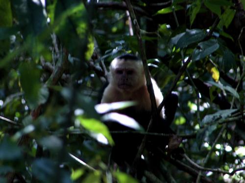 Fotografia de gui - Galeria Fotografica: naturaleza - Foto: mono capuccino costa rica								