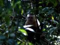 Fotos de gui -  Foto: naturaleza - mono capuccino costa rica								