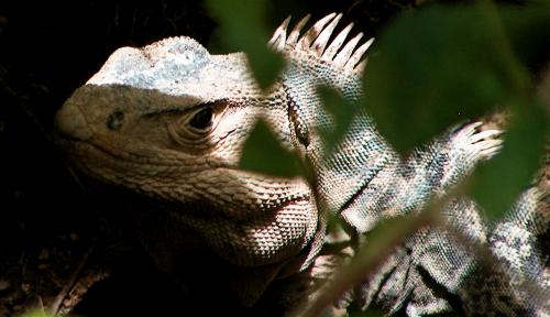 Fotografia de gui - Galeria Fotografica: naturaleza - Foto: iguana costa rica								