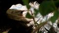 Fotos de gui -  Foto: naturaleza - iguana costa rica								