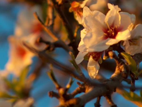 Fotografia de gui - Galeria Fotografica: naturaleza - Foto: flor almendro Corona								