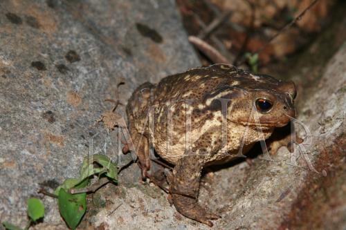 Fotografia de ailime - Galeria Fotografica: animales y paisajes - Foto: 	sapo de lluvia							
