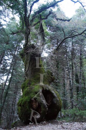 Fotografia de ailime - Galeria Fotografica: animales y paisajes - Foto: 	arbol recien parida							