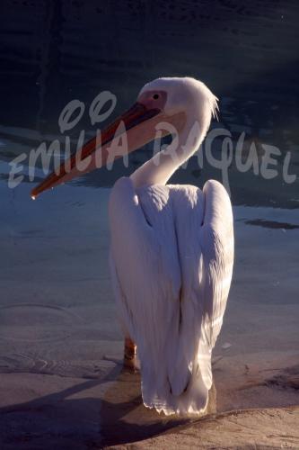 Fotografia de ailime - Galeria Fotografica: animales y paisajes - Foto: posado							