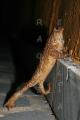 Fotos de ailime -  Foto: animales y paisajes - sapo-araa								
