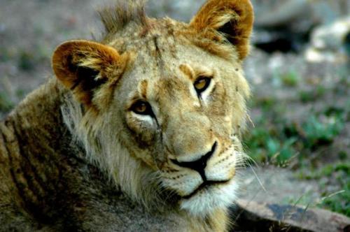 Fotografia de gui - Galeria Fotografica: naturaleza - Foto: leona