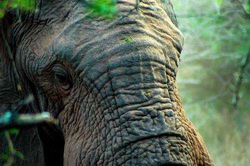 Fotografia de gui - Galeria Fotografica: naturaleza - Foto: elefante encelado