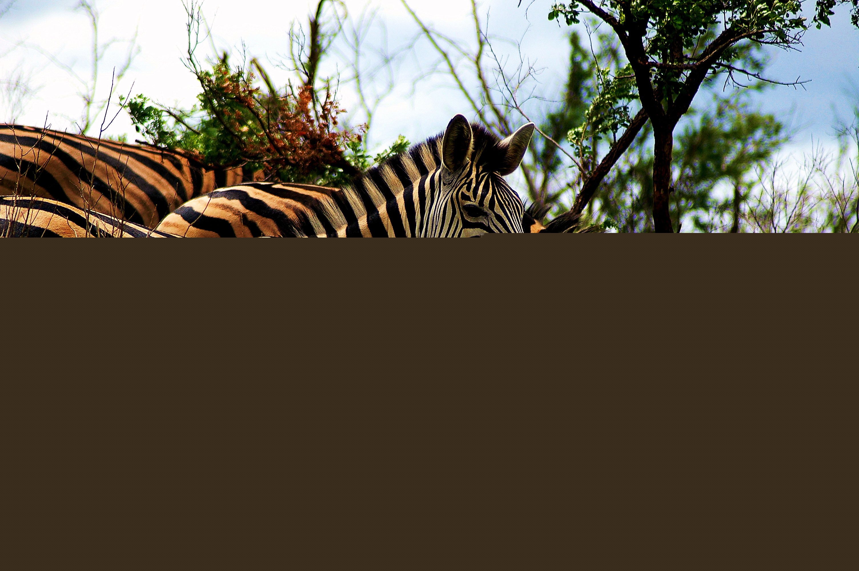 Fotografia de gui - Galeria Fotografica: naturaleza - Foto: cabras sud africa