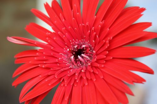 Fotografia de juandavo - Galeria Fotografica: nature - Foto: naturaleza