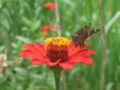 Fotos de juandavo -  Foto: nature - mariposa