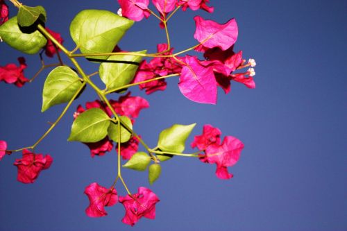 Fotografia de Neus - Galeria Fotografica: Naturaleza y color - Foto: 