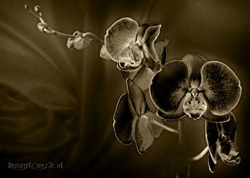 Fotografia de Rubn Lpez - Galeria Fotografica: Flores - Foto: 