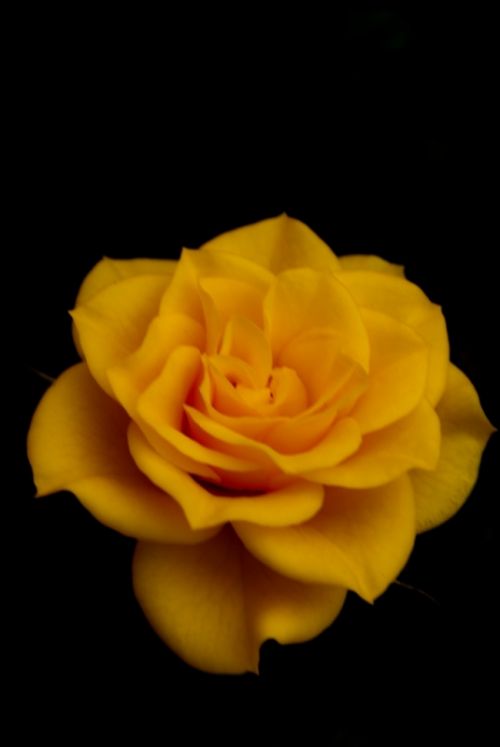 Fotografia de Rubn Lpez - Galeria Fotografica: Flores - Foto: 