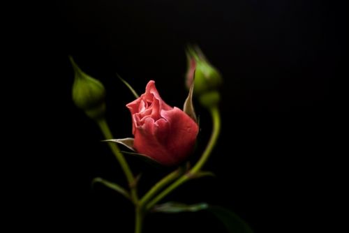 Fotografia de Rubn Lpez - Galeria Fotografica: Flores - Foto: 