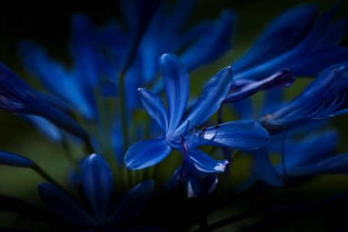 Fotografia de Rubn Lpez - Galeria Fotografica: Flores - Foto: 