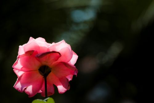 Fotografia de Rubn Lpez - Galeria Fotografica: Flores - Foto: 