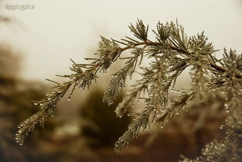 Fotografia de Rubn Lpez - Galeria Fotografica: Flores - Foto: 